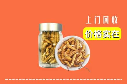 久治县回收散虫草